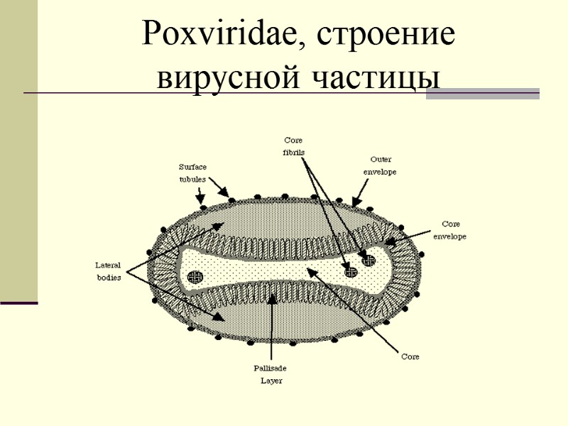 Poxviridae, строение  вирусной частицы